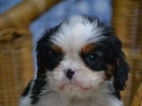 6 chiots Cavaliers King Charles LOF à réserver