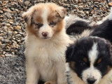 À vendre : 8 chiots Bergers Américains Miniatures LOF