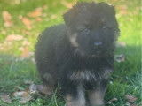 À réserver, 5 chiots Bergers Allemands non LOF