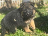 À réserver, 5 chiots Bergers Allemands non LOF