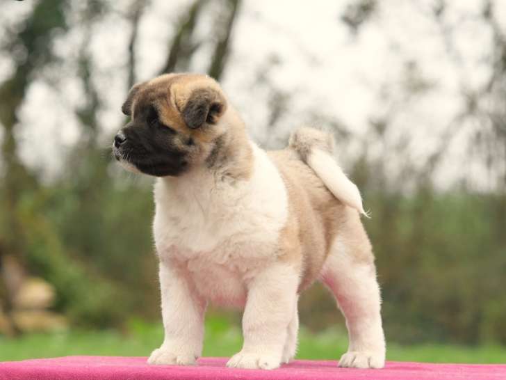 Chiots Akita Américain LOF à vendre