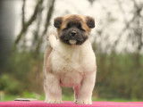 Chiots Akita Américain LOF à vendre