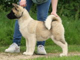 Chiots Akita Américain LOF à vendre