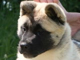 Chiots Akita Américain LOF à vendre