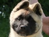 Chiots Akita Américain LOF à vendre