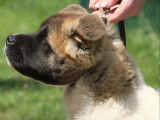 Chiots Akita Américain LOF à vendre