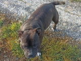 Une chienne Staffordshire Bull Terrier LOF à vendre