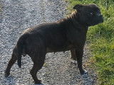 Une chienne Staffordshire Bull Terrier LOF à vendre