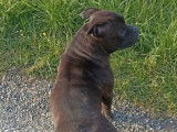 Une chienne Staffordshire Bull Terrier LOF à vendre