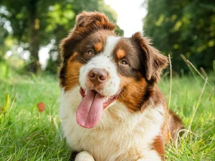 Un chien Berger Américain Miniature LOF disponible à la saillie