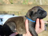 10 chiots Bergers Belges Malinois LOF à réserver