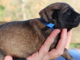 10 chiots Bergers Belges Malinois LOF à réserver