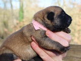 10 chiots Bergers Belges Malinois LOF à réserver