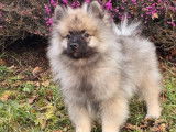 3 chiots mâles Spitz-Loup LOF à vendre