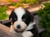 5 chiots Bergers Américains Miniatures disponibles à la vente