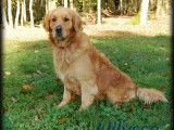 Un chien mâle Golden Retriever LOF disponible pour saillie