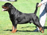 Chien Rottweiler LOF disponible pour saillie