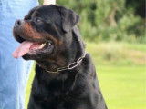 Chien Rottweiler LOF disponible pour saillie