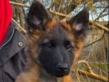 5 chiots Bergers Belges Tervueren LOF à vendre