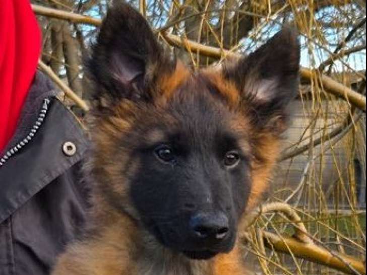 5 chiots Bergers Belges Tervueren LOF à vendre