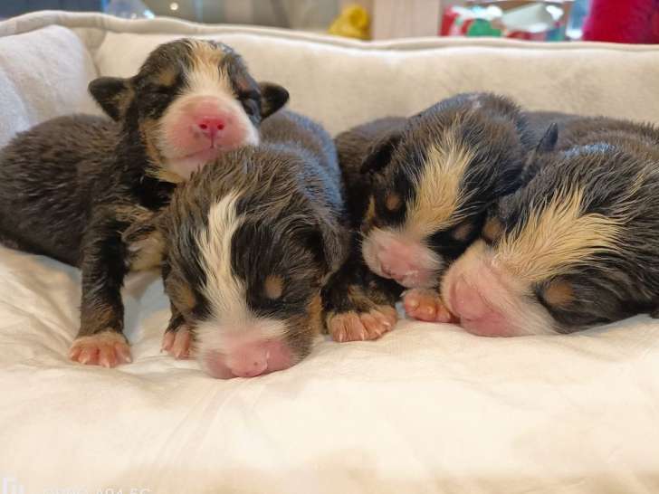 7 chiots Bouviers Bernois LOF à réserver
