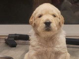 À réserver : chiots mâles Golden Retrievers LOF