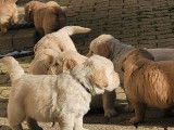 À réserver : chiots mâles Golden Retrievers LOF