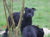 2 chiots mâles Staffordshire Bull Terrier LOF à réserver