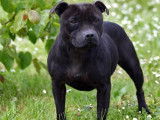 2 chiots mâles Staffordshire Bull Terrier LOF à réserver