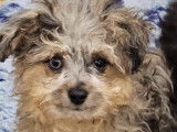 Chiots Bichon croisés Berger toy type Doodle à vendre