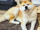 Mâle Akita Inu retraité d'élevage à donner