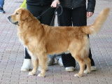 Mâle Golden Retriever LOF disponible pour saillie