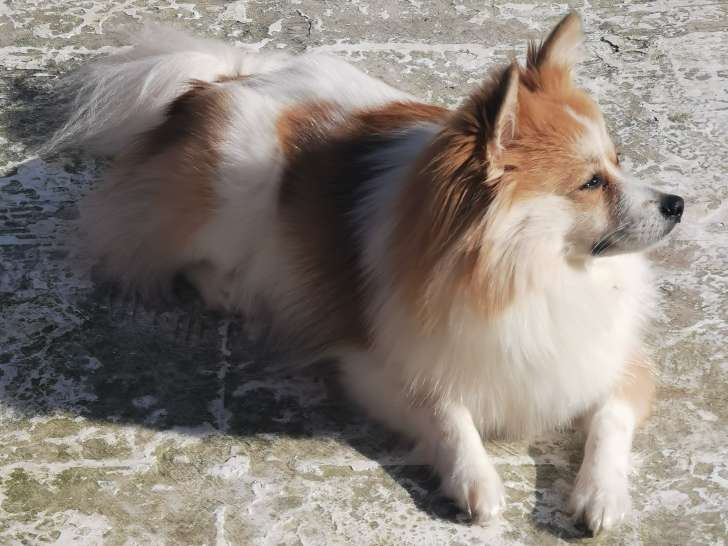 5 magnifiques chiots Spitz Allemand à vendre