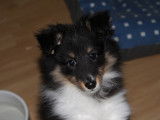Chiot femelle Berger des Shetland disponible