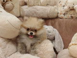 Chiot Spitz Nain Poméranien à vendre