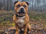 M&acirc;le Staffie LOF disponible pour saillie