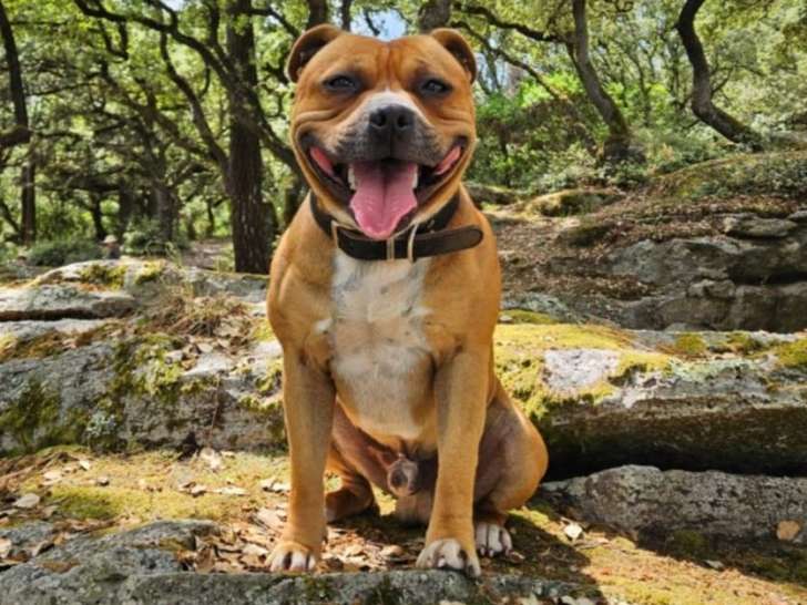 Mâle Staffie LOF disponible pour saillie