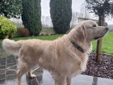 Superbe mâle Golden Retriever disponible pour saillie