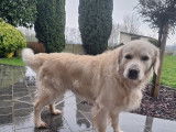 Superbe mâle Golden Retriever disponible pour saillie