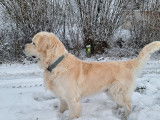 Superbe mâle Golden Retriever disponible pour saillie