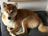 Shiba Inu disponible pour saillie