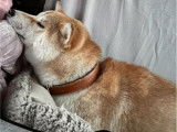 Shiba Inu disponible pour saillie