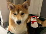 Shiba Inu disponible pour saillie