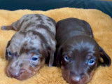Superbe portée de teckel nains poil ras lof
