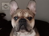 Ulys, Bouledogue Français mâle disponible pour saillie