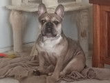 Ulys, Bouledogue Français mâle disponible pour saillie