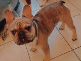 Ulys, Bouledogue Français mâle disponible pour saillie
