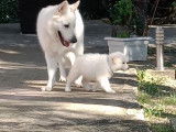 Chiots femelles Berger Blanc Suisse &agrave; vendre