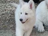 Chiots femelles Berger Blanc Suisse &agrave; vendre