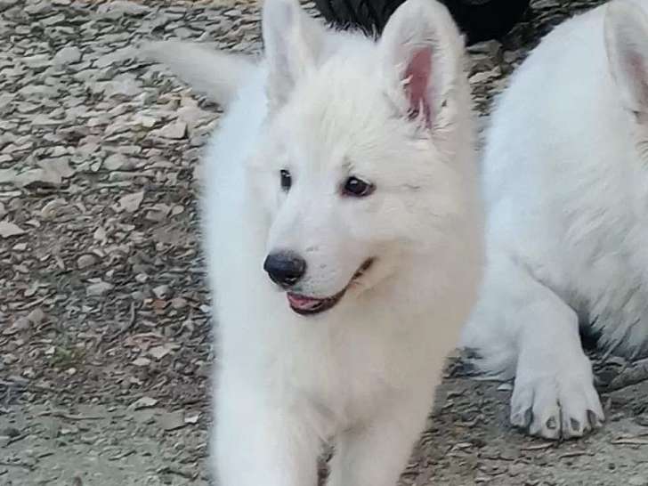 Chiots femelles Berger Blanc Suisse à vendre